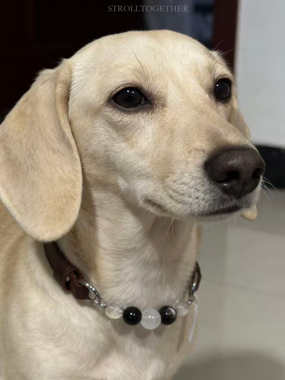 StrollTogether | "Stardust" Natural Crystal Collar – Custom Lucky Charm for Your Furry Friend 「24-29cm」